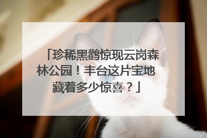 珍稀黑鹳惊现云岗森林公园！丰台这片宝地藏着多少惊喜？