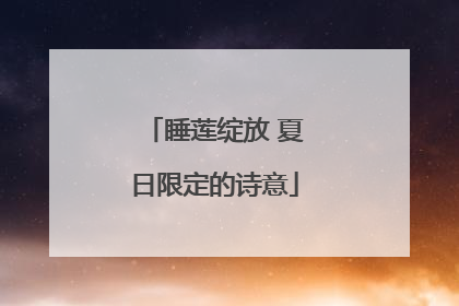 睡莲绽放 夏日限定的诗意