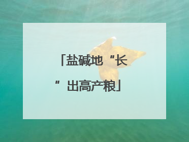盐碱地“长”出高产粮