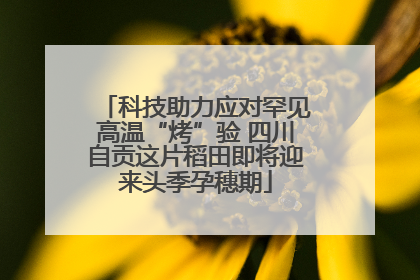 科技助力应对罕见高温“烤”验 四川自贡这片稻田即将迎来头季孕穗期