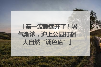 第一波睡莲开了！暑气渐浓，沪上公园打翻大自然“调色盘”