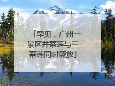 罕见，广州一景区并蒂莲与三蒂莲同时盛放
