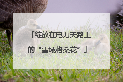 绽放在电力天路上的“雪域格桑花”