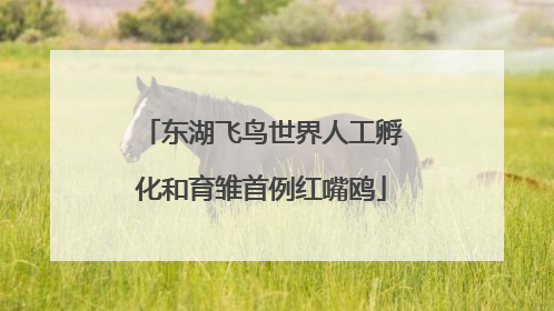 东湖飞鸟世界人工孵化和育雏首例红嘴鸥