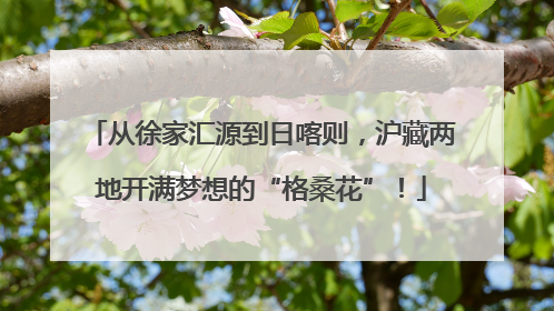 从徐家汇源到日喀则，沪藏两地开满梦想的“格桑花”！