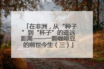 在非洲，从“种子”到“杯子”的遥远距离——一颗咖啡豆的前世今生（三）