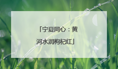 宁夏同心：黄河水润枸杞红