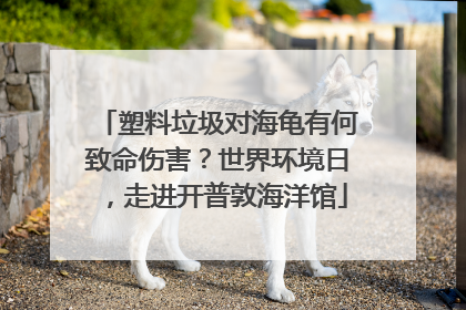 塑料垃圾对海龟有何致命伤害？世界环境日，走进开普敦海洋馆