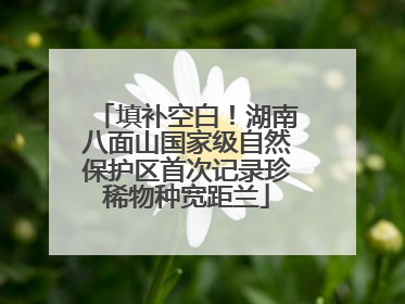 填补空白！湖南八面山国家级自然保护区首次记录珍稀物种宽距兰