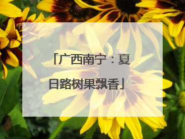 广西南宁：夏日路树果飘香