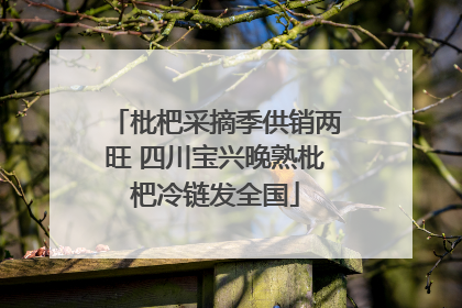 枇杷采摘季供销两旺 四川宝兴晚熟枇杷冷链发全国