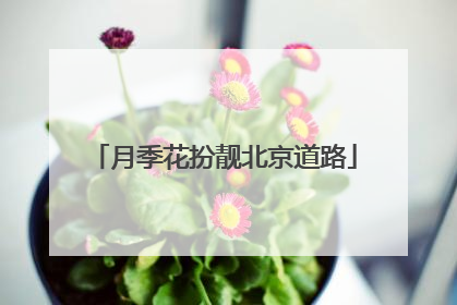 月季花扮靓北京道路