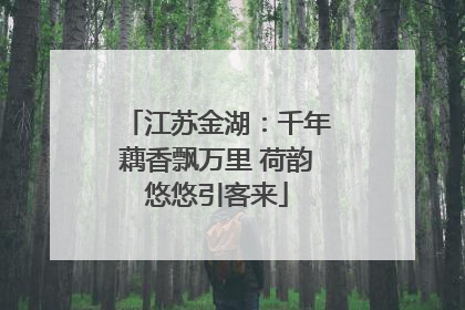 江苏金湖：千年藕香飘万里 荷韵悠悠引客来