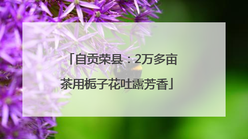 自贡荣县：2万多亩茶用栀子花吐露芳香