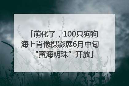 萌化了，100只狗狗海上肖像摄影展6月中旬“黄海明珠”开放
