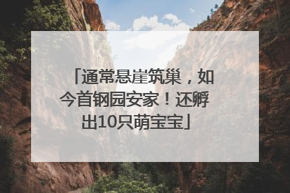 通常悬崖筑巢，如今首钢园安家！还孵出10只萌宝宝