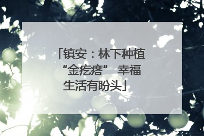 镇安：林下种植“金疙瘩” 幸福生活有盼头