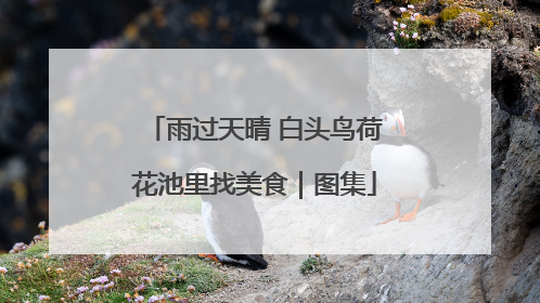 雨过天晴 白头鸟荷花池里找美食｜图集