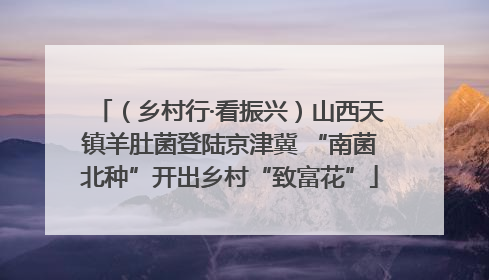 （乡村行·看振兴）山西天镇羊肚菌登陆京津冀 “南菌北种”开出乡村“致富花”