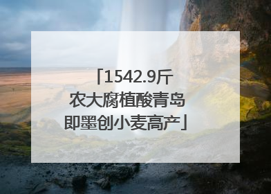 1542.9斤 农大腐植酸青岛即墨创小麦高产